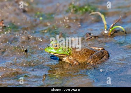 American bullfrog con testa larga, corpo robusto e lunghe gambe posteriori con piedi posteriori completamente ondulati nel fango. Foto Stock