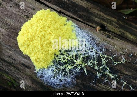 Fuligo septica, comunemente chiamato cane vomito slime stampo, uova strapazzate slime stampo o fiori di tan Foto Stock