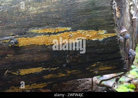 Crustoderma dryinum, un fungo della crosta finlandese, nessun nome comune inglese Foto Stock