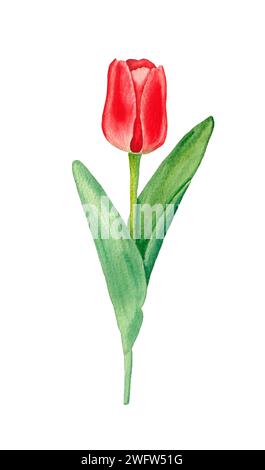Acquerello rosso tulipano. Illustrazione di fiori a molla disegnati a mano su sfondo bianco. Foto Stock