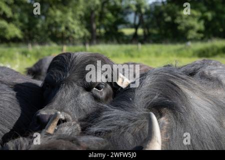 Bufalo domestico Foto Stock