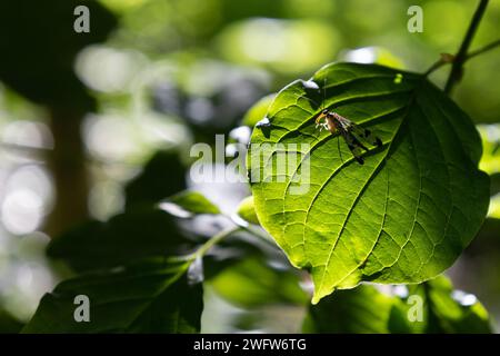 Scorpionfly comune su una foglia Foto Stock