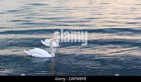 Due graziosi cigni bianchi che nuotano insieme su un lago sereno, sotto un cielo coperto, riflettendo la tranquilla bellezza della natura Foto Stock