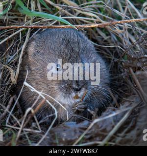 Water Vole (Arvicola Terrestris) mangiare all'ingresso di Burrow Foto Stock