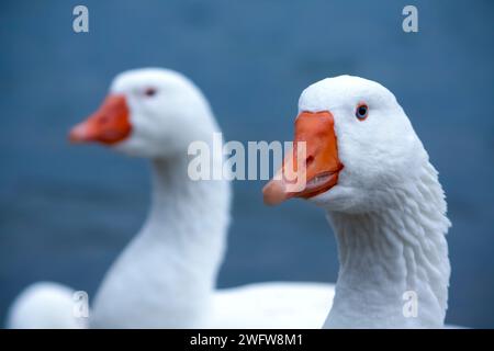 Due oche bianche con occhi blu e becchi arancioni su sfondo grigio Foto Stock