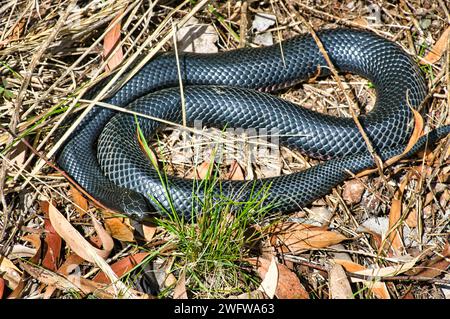 Un serpente nero con il becco rosso (Pseudechis porphyriacus) in una foresta di eucalipto nel Victoria, Australia Foto Stock