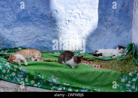 Gatti sdraiati su una coperta a Chefchaouen, in Marocco Foto Stock