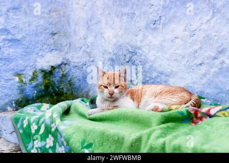 Gatto che giace su una coperta a Chefchaouen, in Marocco Foto Stock