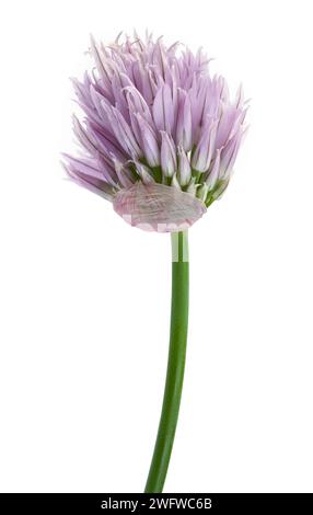 Taglio Fiore cipolla Purpple su bianco. Foto Stock