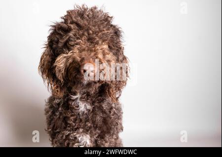 Un cane seduto su un pavimento bianco e pulito guarda lontano dalla telecamera Foto Stock