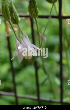 Delicati bellissimi fiori rosa, bianchi, Aquilegia che cresce tra rete metallica, recinzione. Foto Stock