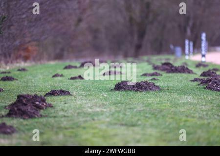 Maulwurfhügel auf einer Wiese *** Molehills in a Meadow Copyright: XLobeca/RHx Foto Stock