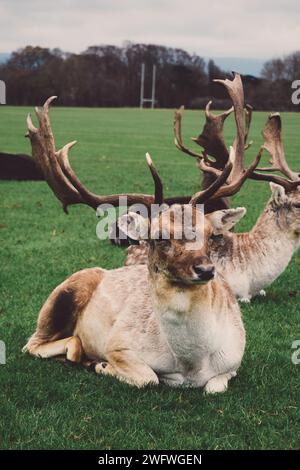 Cervi a Phoenix Park a Dublino, Irlanda, il 20 novembre 2018 Foto Stock