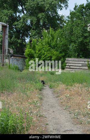 E' una bella giornata estiva, un gatto bianco e nero cammina lungo un sentiero vicino a una strada ferroviaria, alberi verdi e una strada bianca. Foto Stock