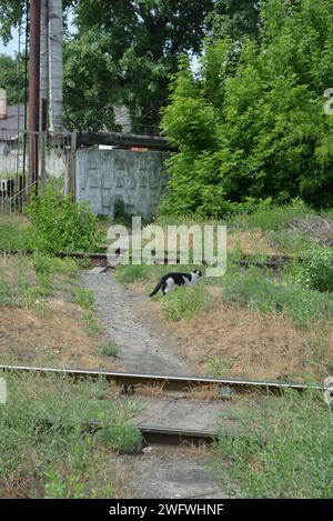 E' una bella giornata estiva, un gatto bianco e nero cammina lungo un sentiero vicino a una strada ferroviaria, alberi verdi e una strada bianca. Foto Stock
