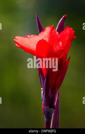 Canna rossa (canna indica) la Palma, Isole Canarie, Spagna, Europa Foto Stock