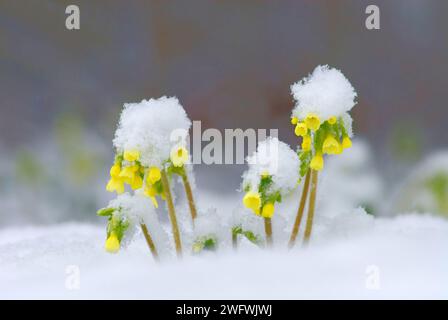 Primosa gialla, mantello (Primula veris) ricoperto di neve Foto Stock