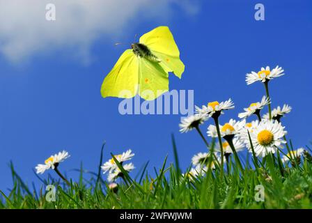 Flying male brimstone butterfly (Gonepteryx rhamni) over daisies (Bellis perennis) Foto Stock