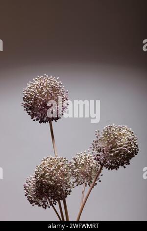 Flower Allium ampeloprasum o Wild PEEK studio shot Foto Stock