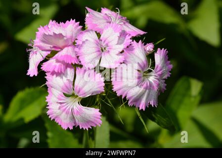 Natura, splendidi e luminosi fiori viola bianchi che crescono nel giardino di casa. Fioritura di cespugli phlox, greco antico, flogi, phlges. Foto Stock