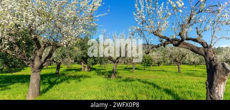 Una vista panoramica di un frutteto rivela un baldacchino di fiori bianchi che si estende lungo la cornice. I tronchi degli alberi si innalzano dal verde vibrante del gra Foto Stock