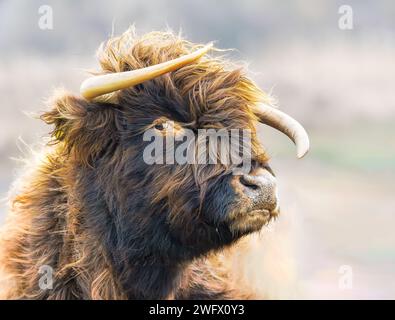 Ritratto di un vitello femminile delle Highland scozzesi con corna ricurve e testa rialzata curiosamente guardando il fotografo contro la barba neutra sfocata Foto Stock
