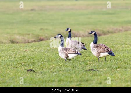 Three Canada Goose, Branta canadensis, cammina in un prato erboso verde Foto Stock