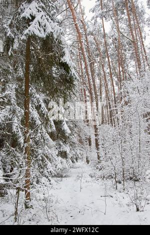 Bella foresta coperta di neve. Percorso nella foresta innevata Foto Stock