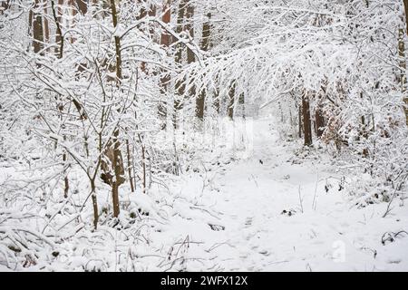 Bella foresta coperta di neve. Percorso nella foresta innevata Foto Stock
