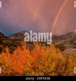 Rainbow, Sunrise, Clearing Storm, Aspen, Muir Wilderness, Inyo National Forest, Sierra orientale, California Foto Stock