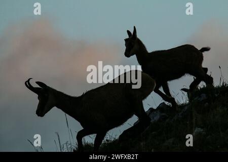 Camoscio con giovani sulla cresta del giura svizzero, forma al crepuscolo Foto Stock