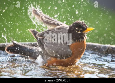 American Robin spruzzi in un bagno d'uccello Foto Stock