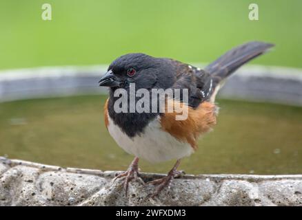 Primo piano di un uccello maschio orientale del towhee arroccato su un birdbath. Foto Stock