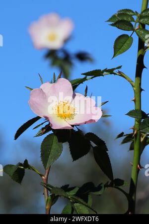 Primavera. Primo piano di una rosa canina - Rosa canina in fiore su un cielo blu limpido. Sintra, Portogallo. Foto Stock