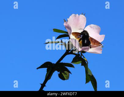 Un'ape carpentiere - Xylocopa violacea che si nutre di polline su una rosa canina - Rosa canina contro un cielo azzurro. Oeiras, Portogallo, inizio primavera. Foto Stock