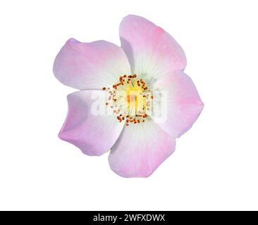 Primo piano di una rosa canina solitaria - Rosa canina in fiore. Isolato su sfondo bianco. Foto Stock
