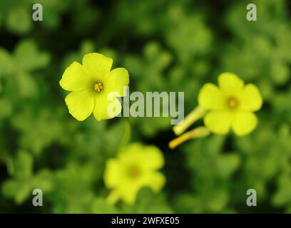 Molla. Oxalidaceae. Legno giallo sorgo - Oxalis pes-caprae in fiore. Conosciuto anche come Yellow Shamrock o Florida Buttercup (USA) Springtime - Portugal Foto Stock