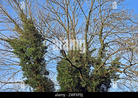 Alte große Bäume im Winter Eine über 50 Jahre alte gewöhnliche Esche von Efeu umwunden zur Winterzeit *** grandi alberi vecchi in inverno Un frassino comune di 50 anni intrecciato con edera in inverno Foto Stock