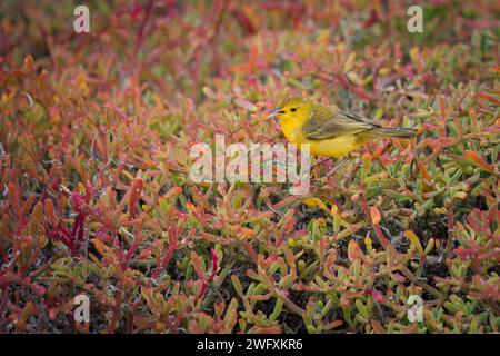 Vivido adattamento: L'uccello giallo delle Galapagos nel paradiso di Lichen Foto Stock