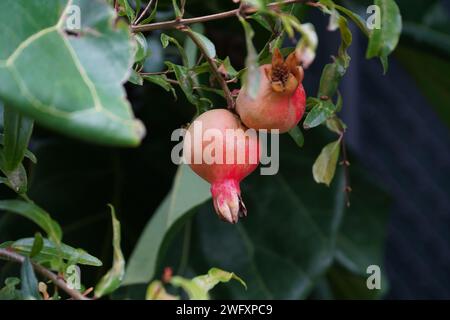 Due melograni su un albero di melograno in un giardino biologico Foto Stock