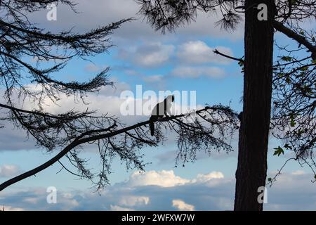 Cat pensa che sia un uccello e sale i rami degli alberi Foto Stock