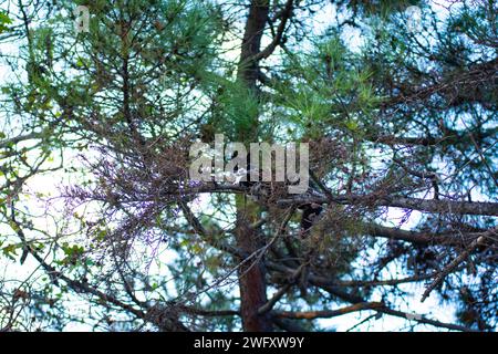 Cat pensa che sia un uccello e sale i rami degli alberi Foto Stock