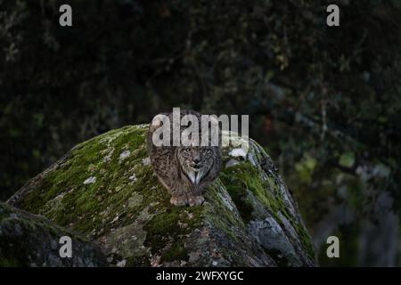 La lince iberica sta giacendo sulla roccia. Lince reintrodotta nei Pirenei. Animali rari in Spagna. Foto Stock