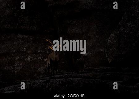 Stambecco iberico sulla roccia nel Torcal de Antequera naturale. Stambecchi rari nei Pirenei. Animali rari in Spagna. Foto Stock