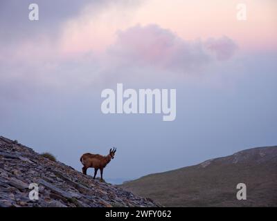 Camoscio su rocce con vista sulle montagne. Altopiano delle Muses, monte Olimpo, Grecia Foto Stock