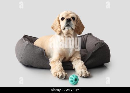 Simpatico Cocker Spaniel nel lettino per animali domestici con giocattolo su sfondo grigio Foto Stock
