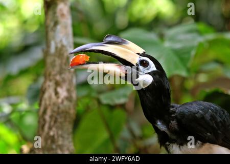 Un corno torbido orientale (Anthracoceros albirostris) è fotografato in un ambiente zoo, poiché viene nutrito allo zoo di Bali a Singapadu, Sukawati, Gianyar, Bali, Indonesia. Foto Stock