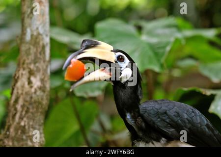 Un corno torbido orientale (Anthracoceros albirostris) è fotografato in un ambiente zoo, poiché viene nutrito allo zoo di Bali a Singapadu, Sukawati, Gianyar, Bali, Indonesia. Foto Stock