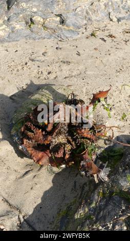 Saccorhiza polyschides, furgoni, sulla spiaggia di Port Isaac, Cornovaglia, Inghilterra, Regno Unito Foto Stock