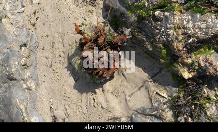 Saccorhiza polyschides, furgoni, sulla spiaggia di Port Isaac, Cornovaglia, Inghilterra, Regno Unito Foto Stock